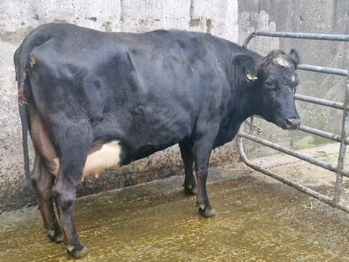 Freshly calved crossbred heifers - Image 3