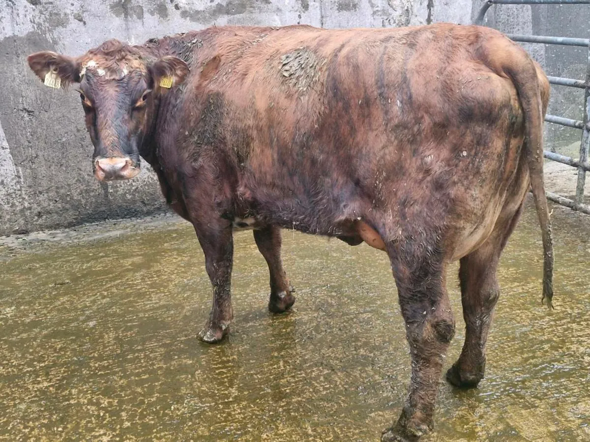 Freshly calved crossbred heifers - Image 4