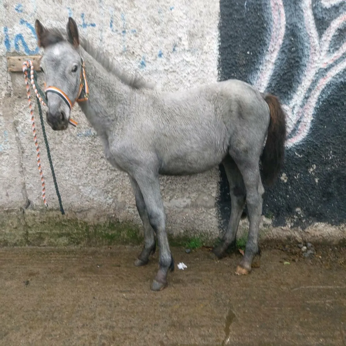 Half fresian filly - Image 2