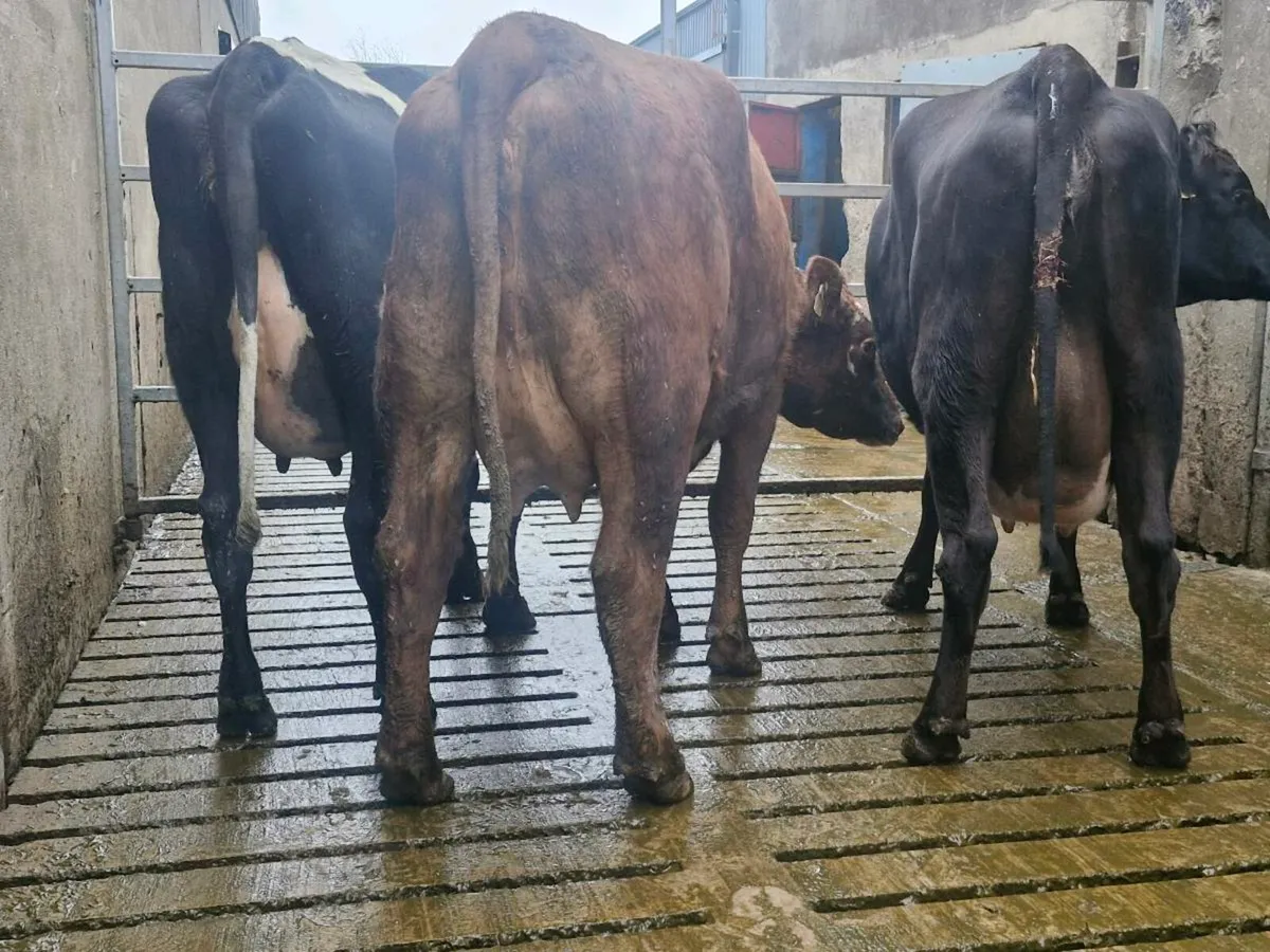 Freshly calved crossbred heifers - Image 1