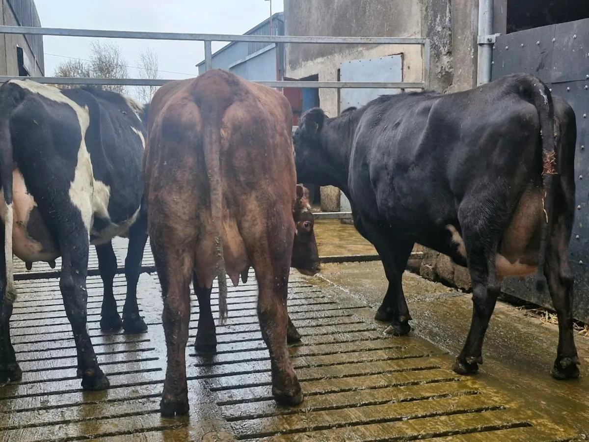 Freshly calved crossbred heifers - Image 2
