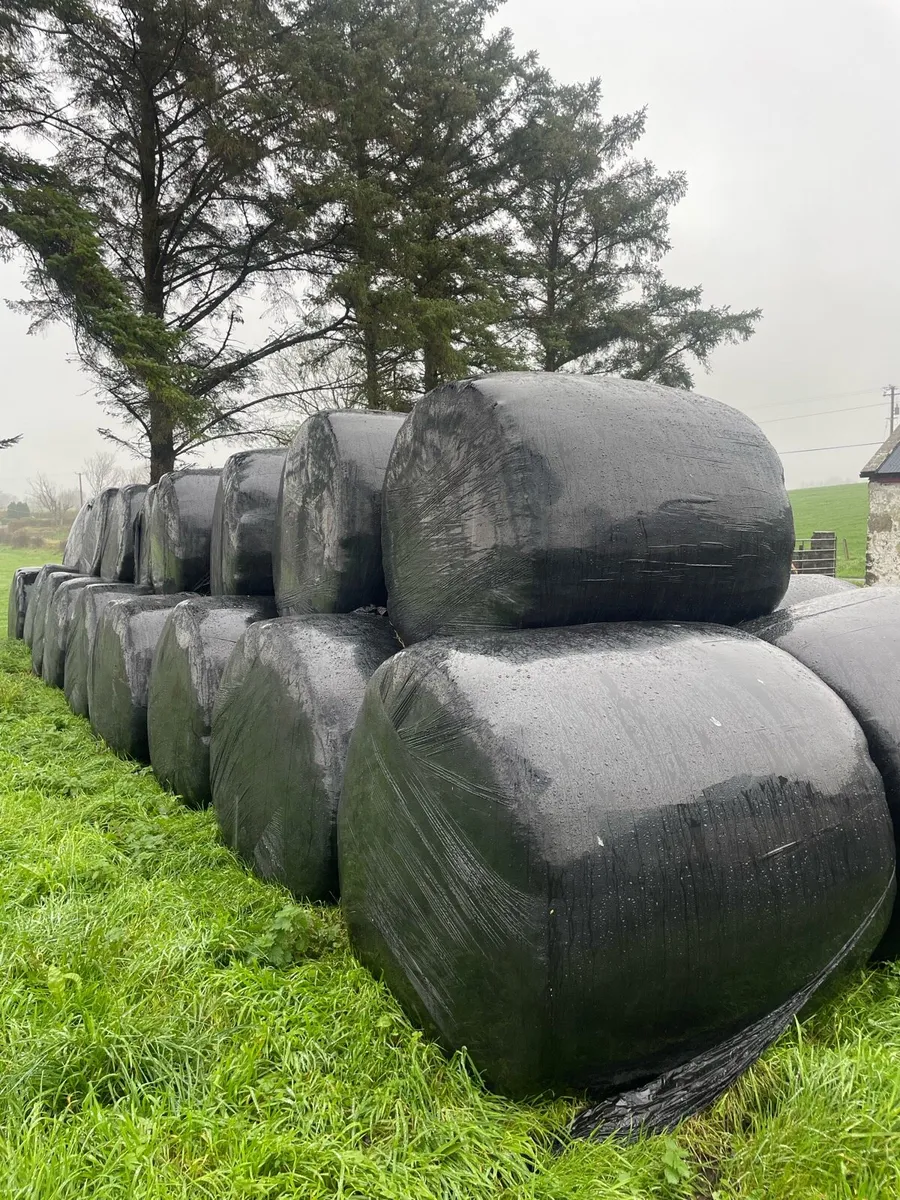 *Round bales of top quality silage* - Image 1