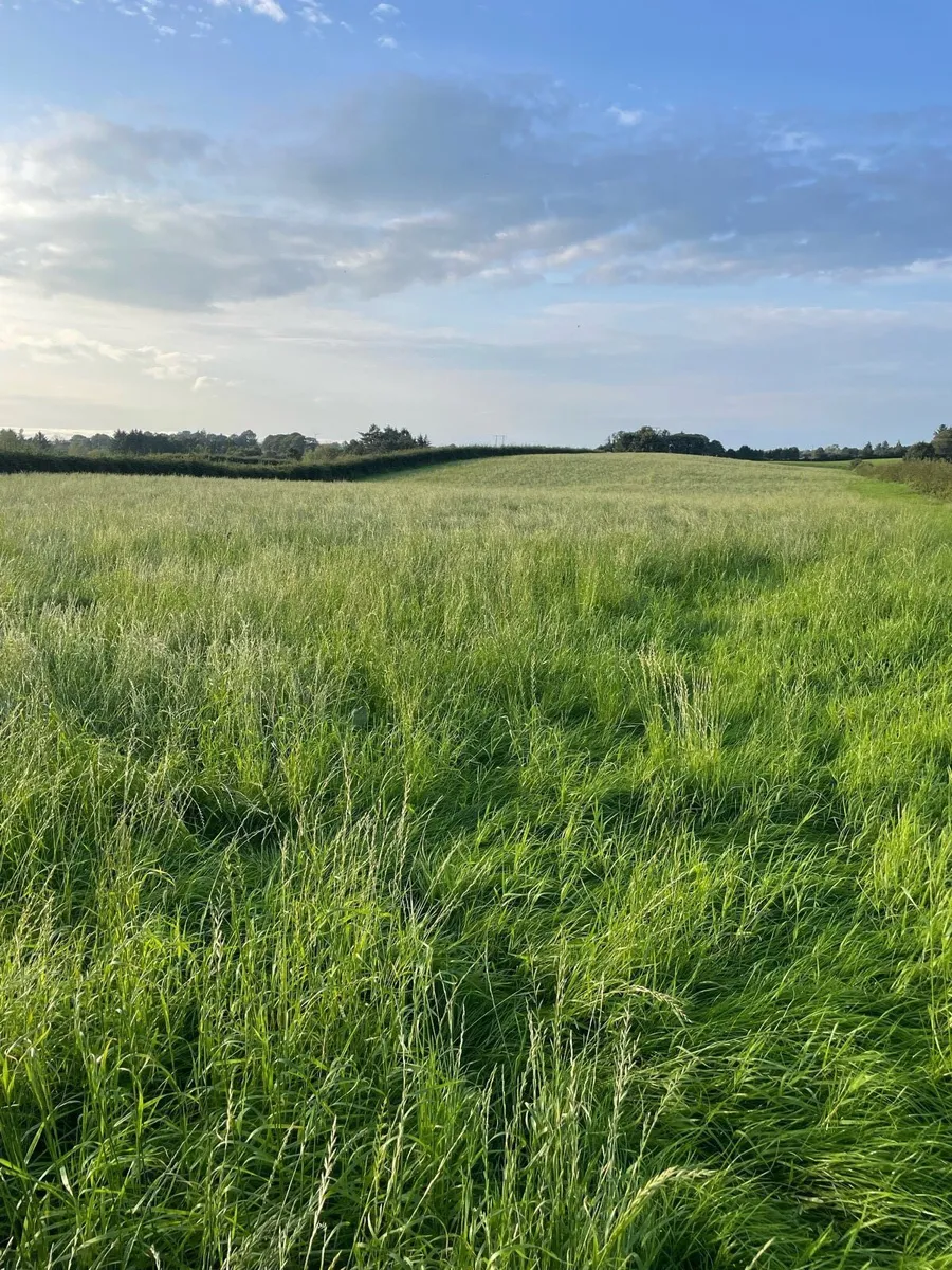 *Round bales of top quality silage* - Image 2