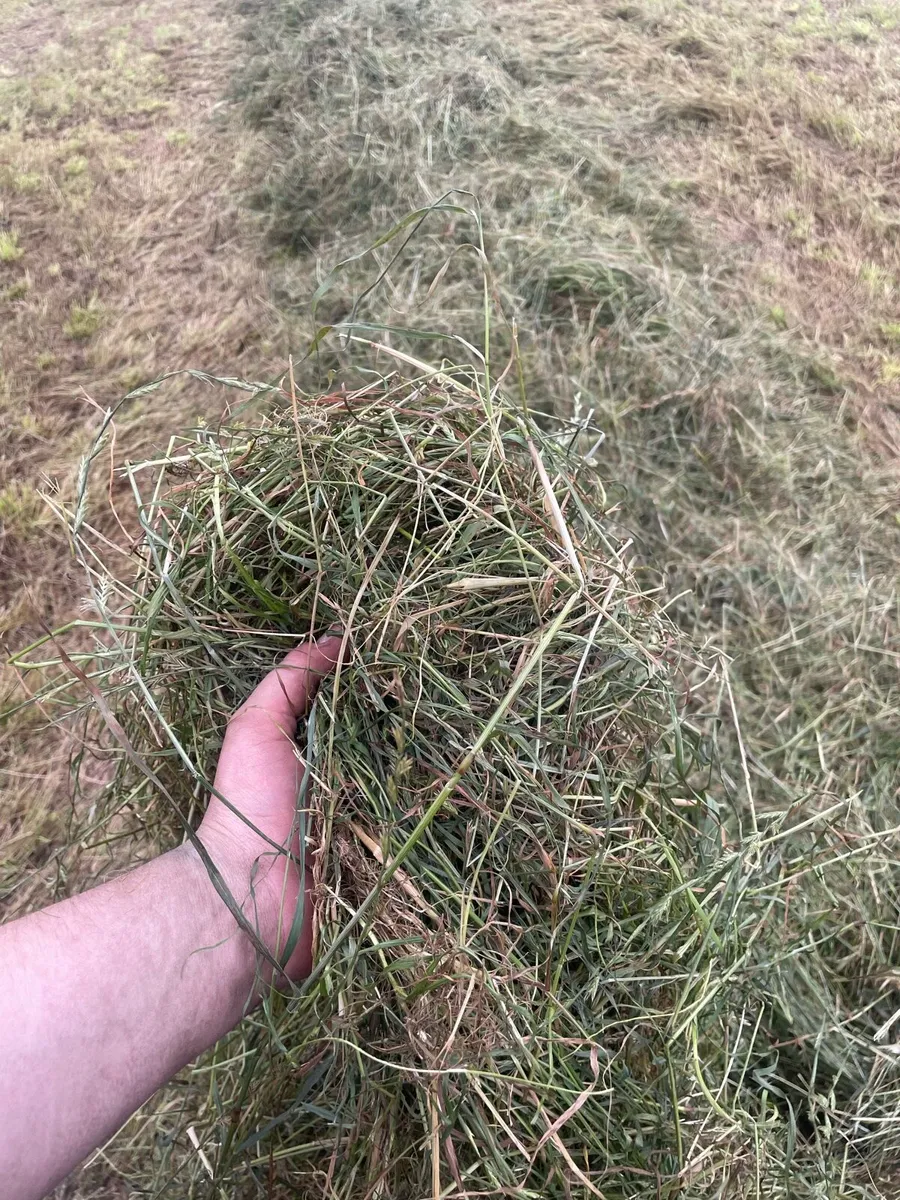 *Round bales of top quality silage* - Image 4