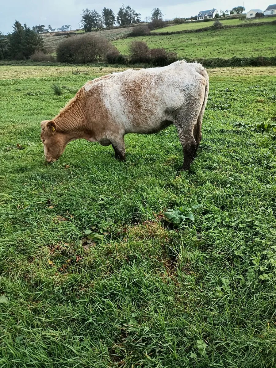 Cows& Runner heifer 087 1340263 - Image 1