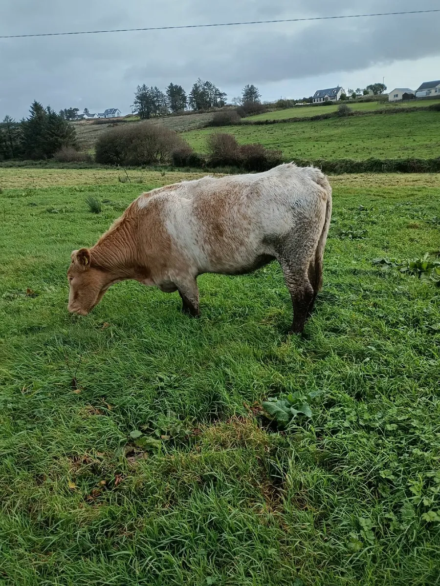 Cows& Runner heifer 087 1340263 - Image 2