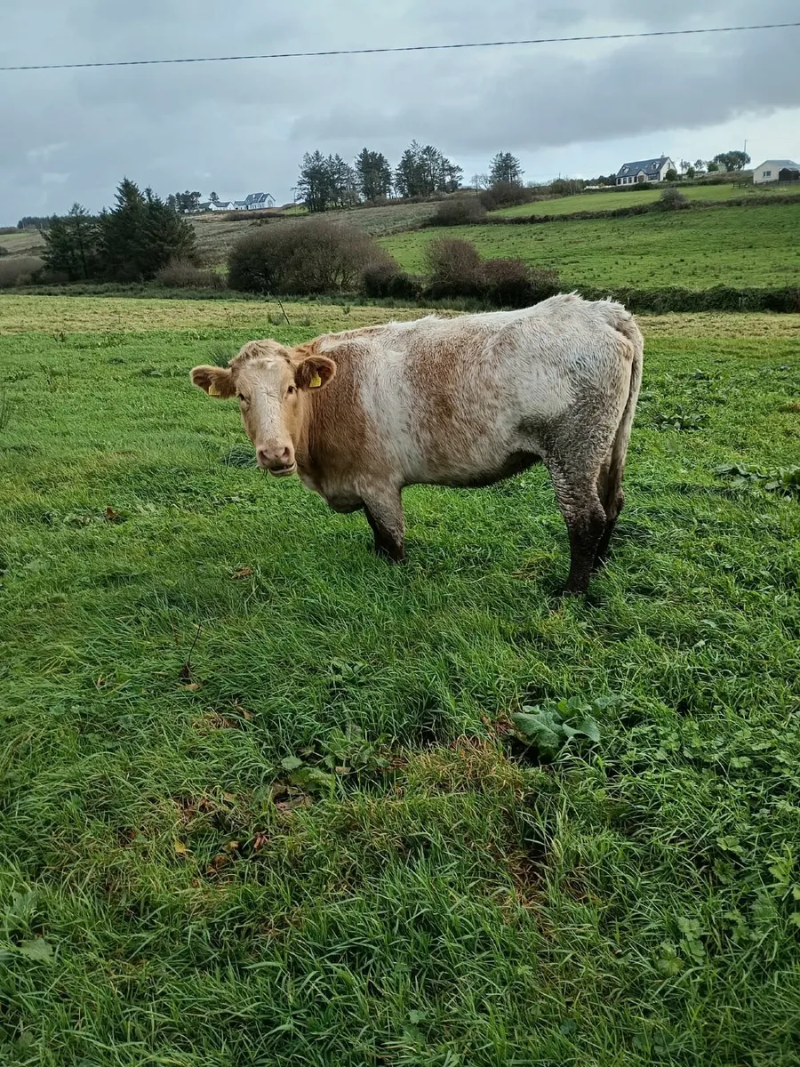 Cows& Runner heifer 087 1340263 - Image 3