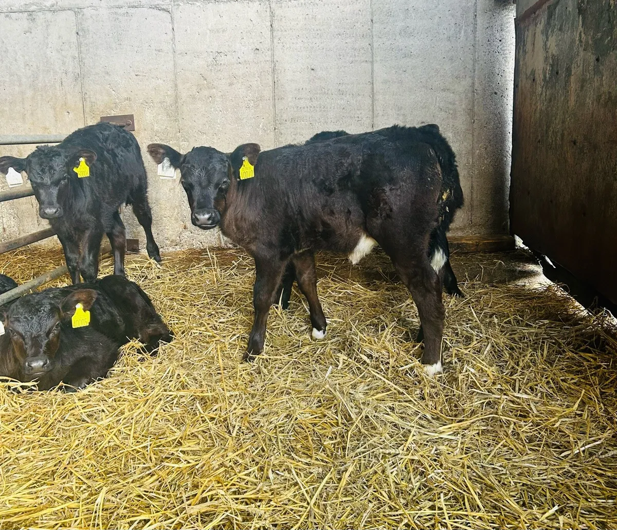 Strong calves - Image 2