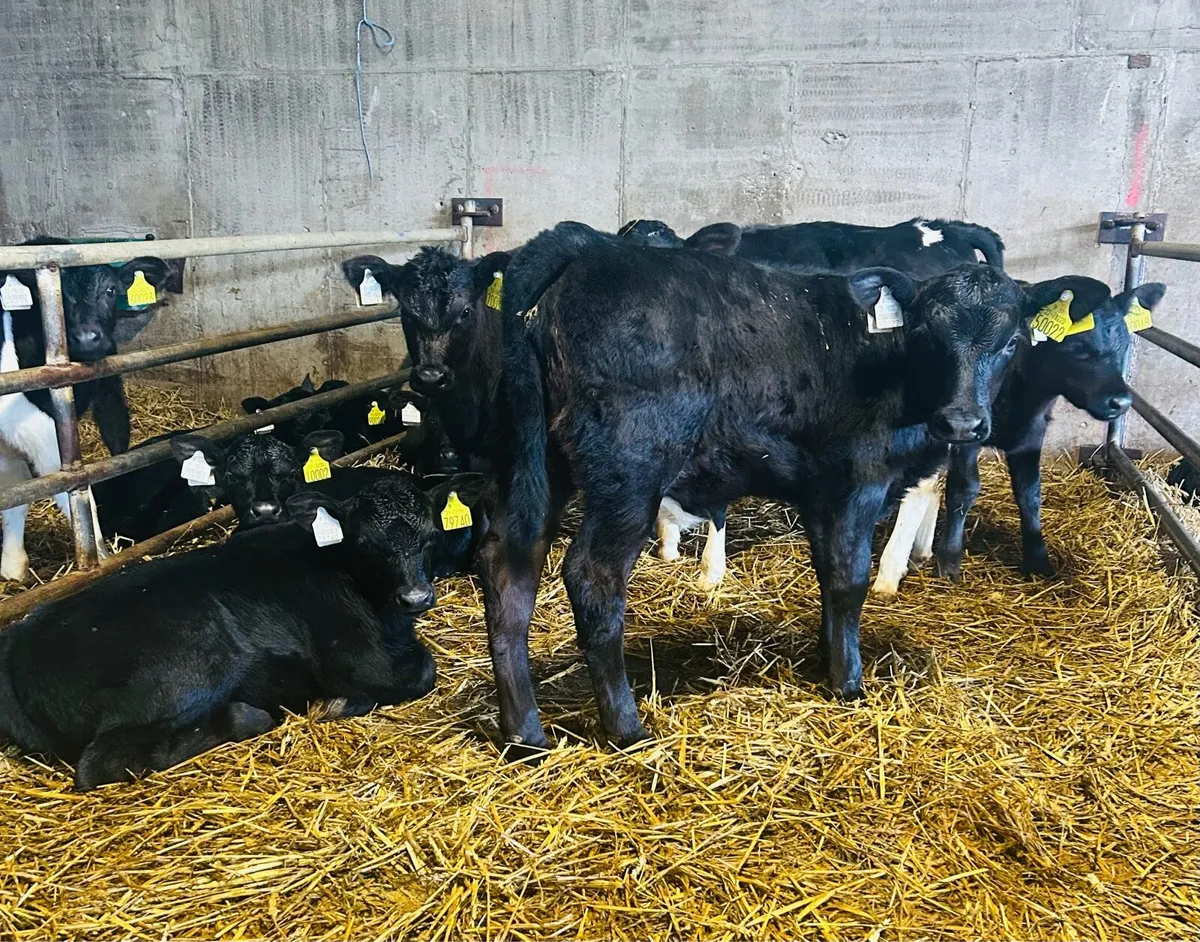 Strong calves - Image 3