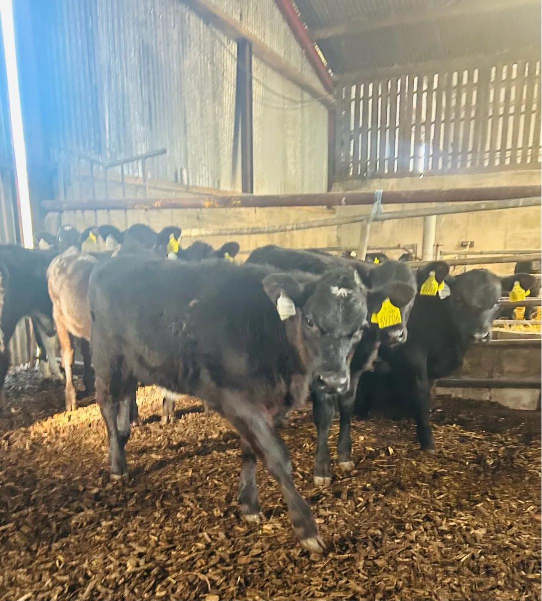 Strong calves - Image 4