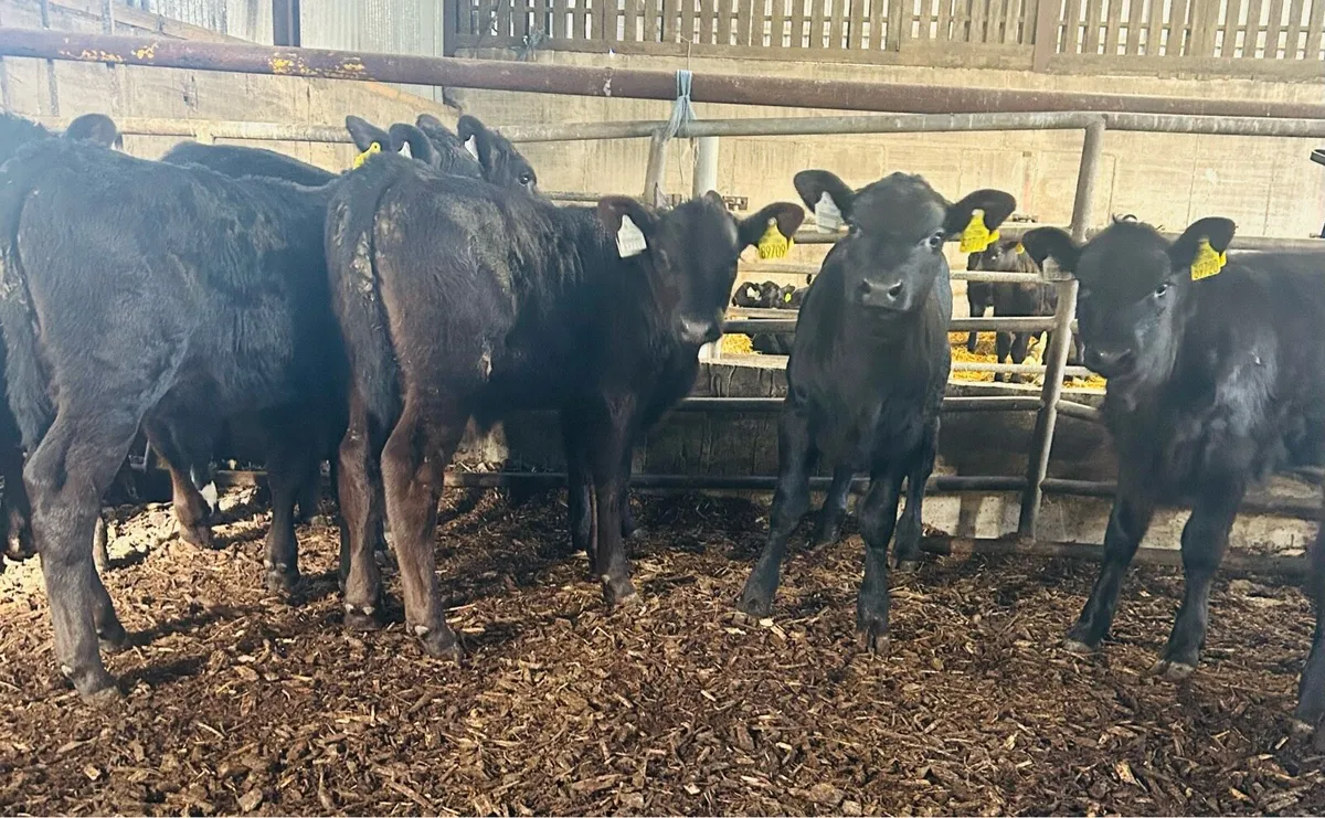 Strong calves - Image 1