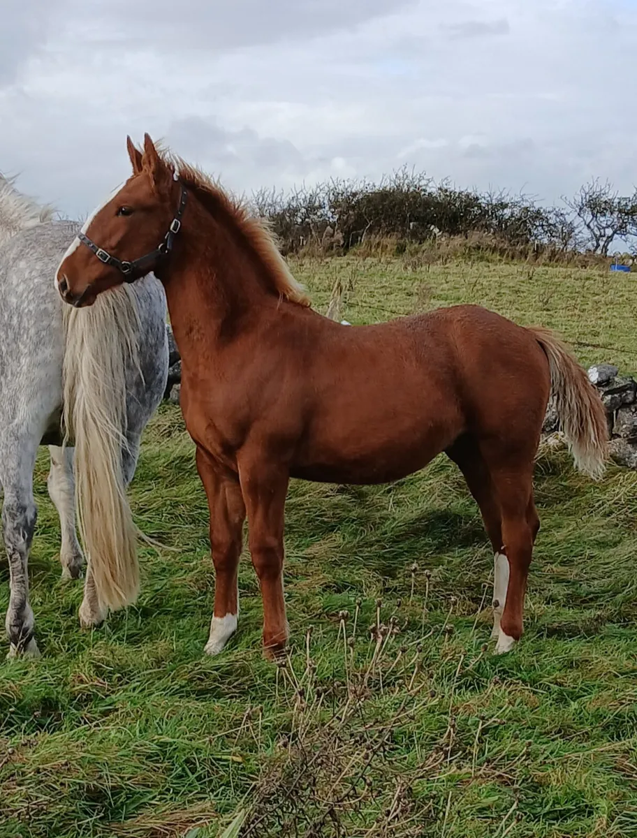 SHOW QUALITY ID COLT FOAL - Image 1