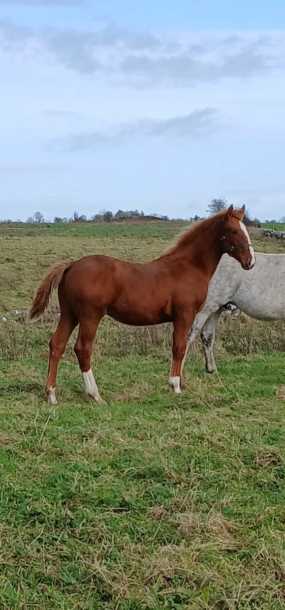 SHOW QUALITY ID COLT FOAL - Image 2