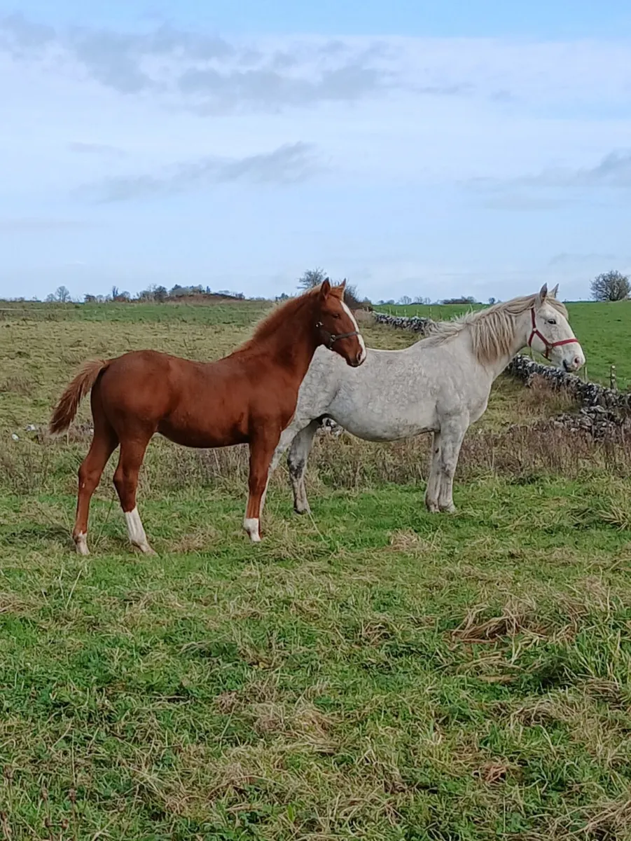 SHOW QUALITY ID COLT FOAL - Image 3