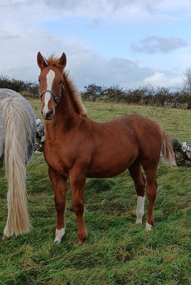 SHOW QUALITY ID COLT FOAL - Image 4