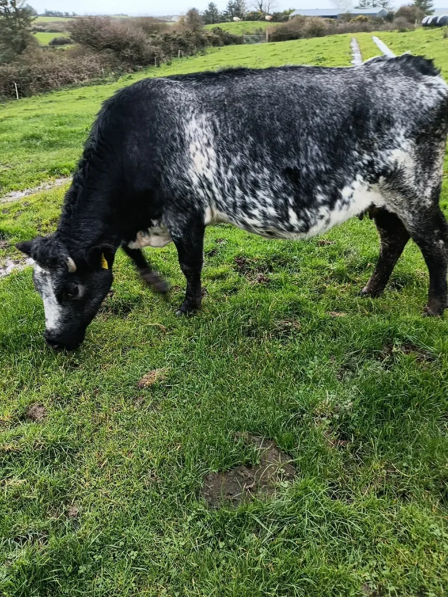 Cows& Runner heifer 087 1340263 - Image 4