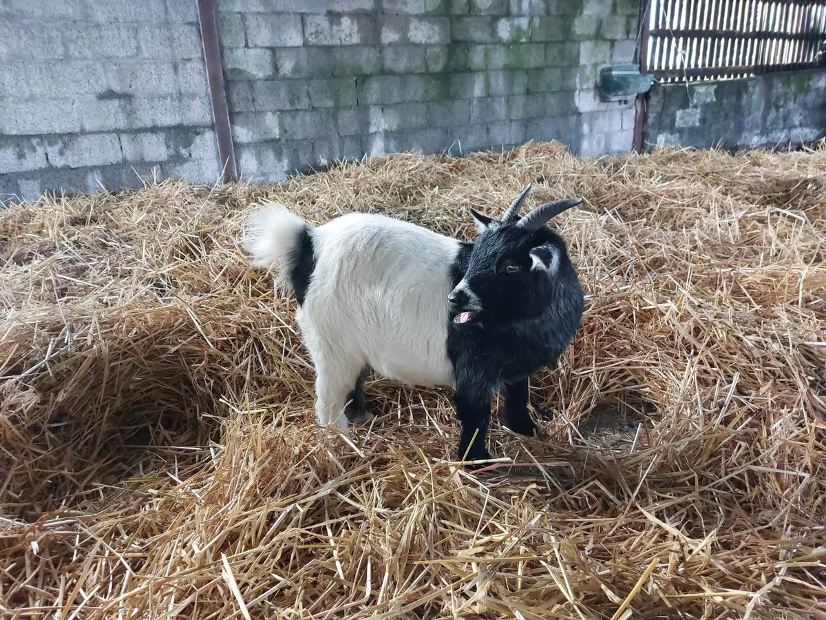 Pygmy females - Image 3