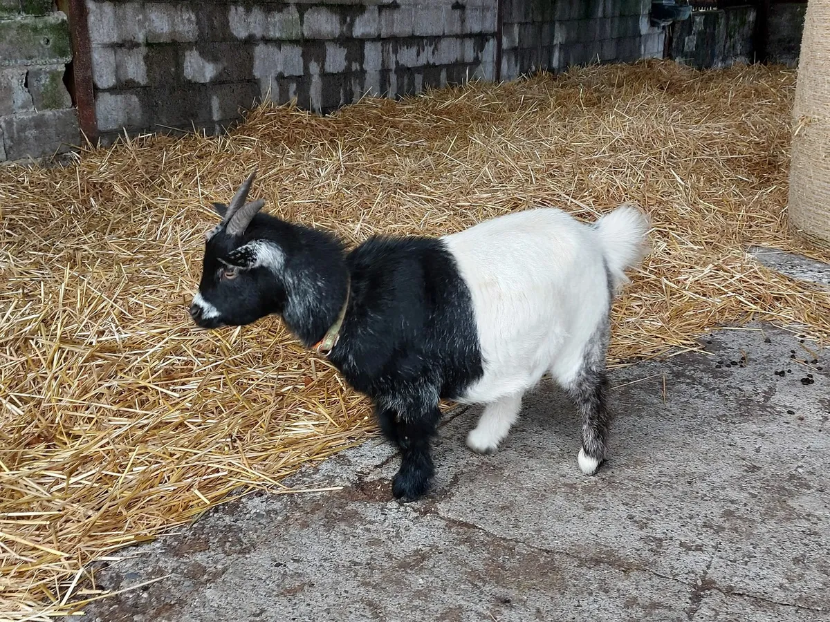Pygmy females - Image 4