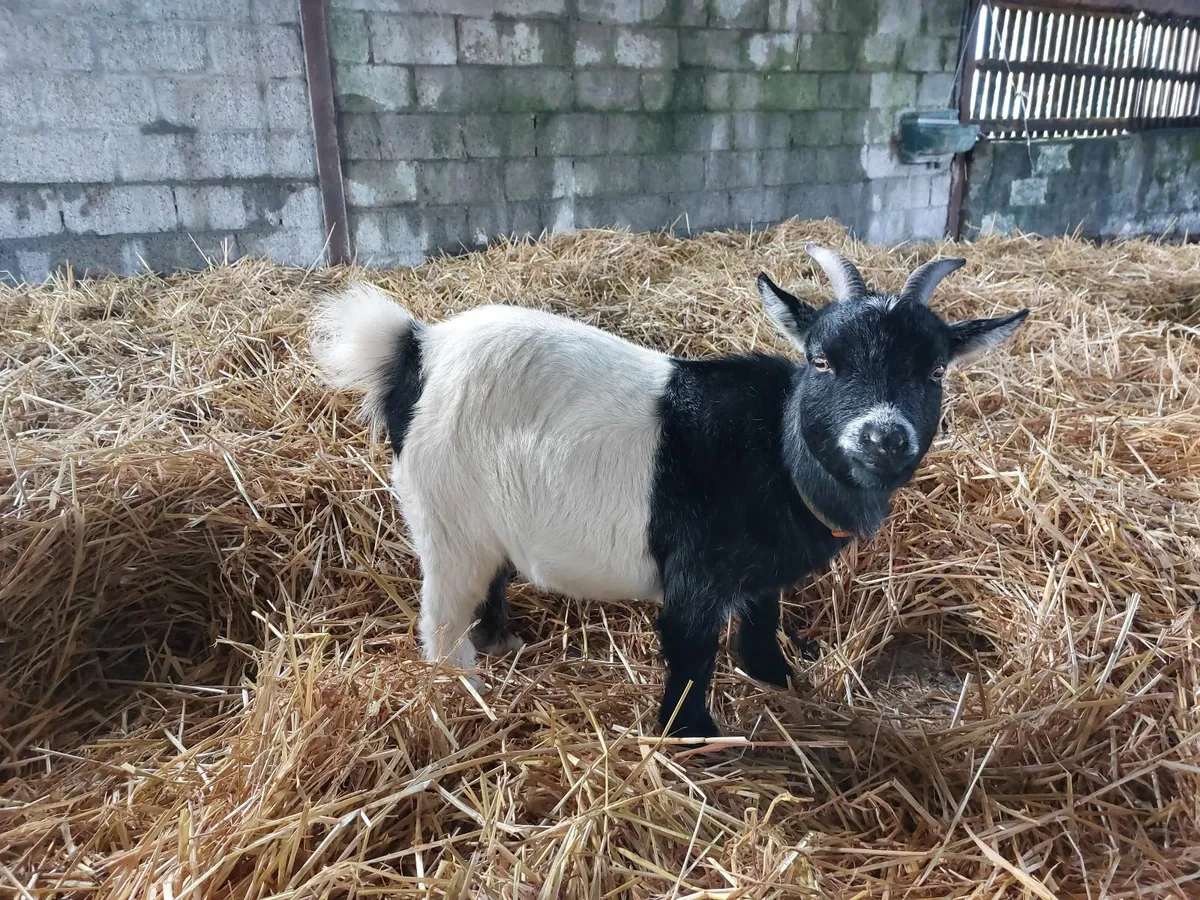 Pygmy females - Image 2