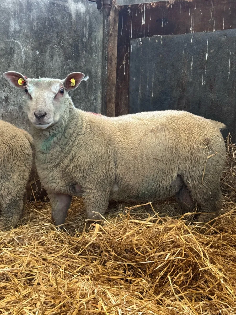 Pedigree Charollais ram lambs - Image 1