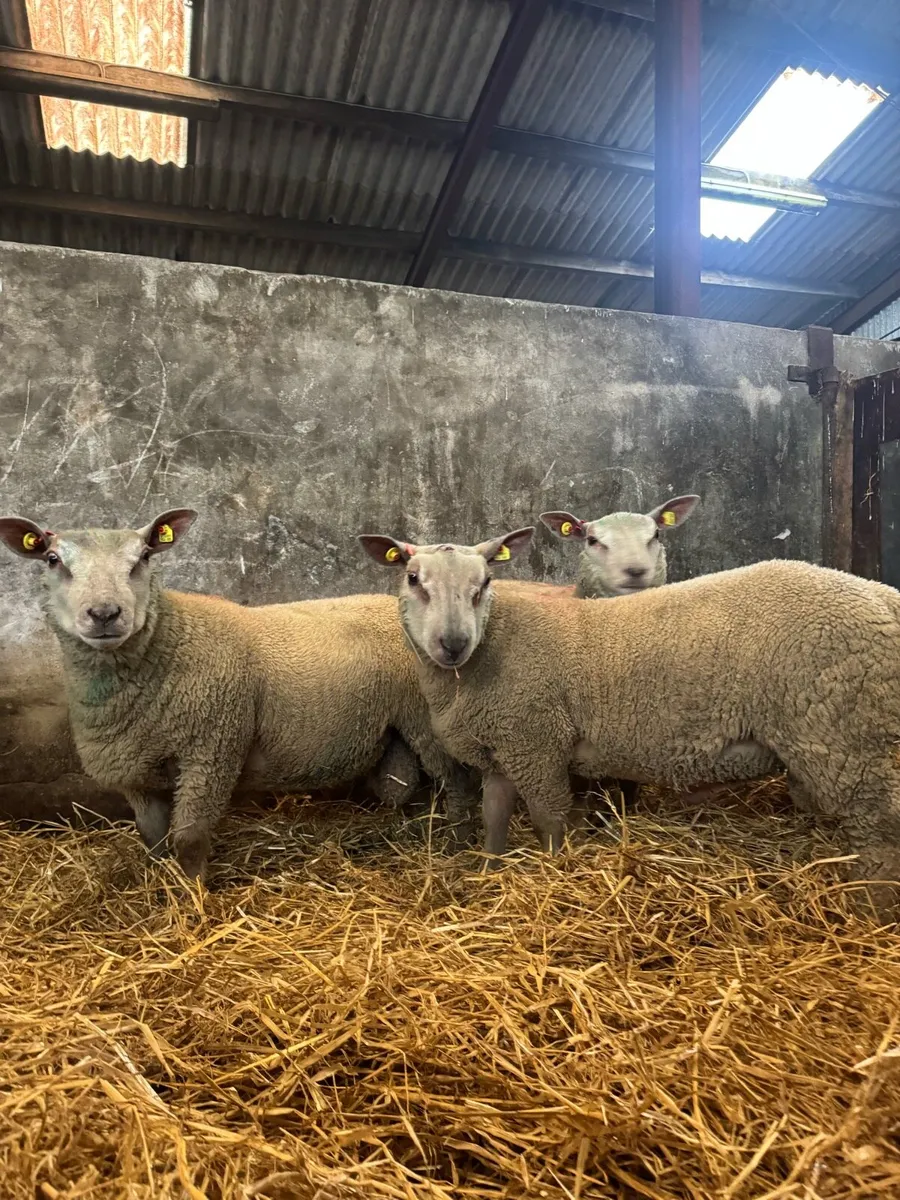 Pedigree Charollais ram lambs - Image 2