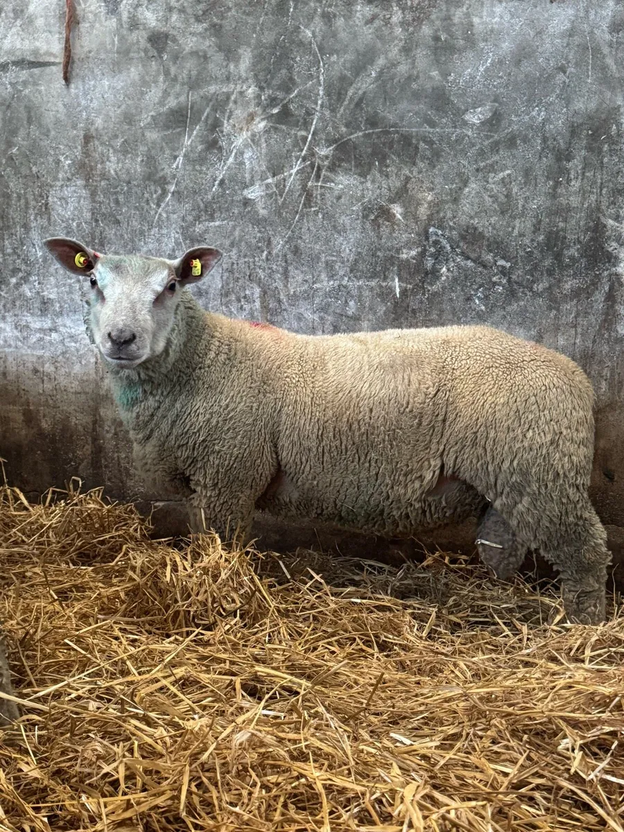 Pedigree Charollais ram lambs - Image 3