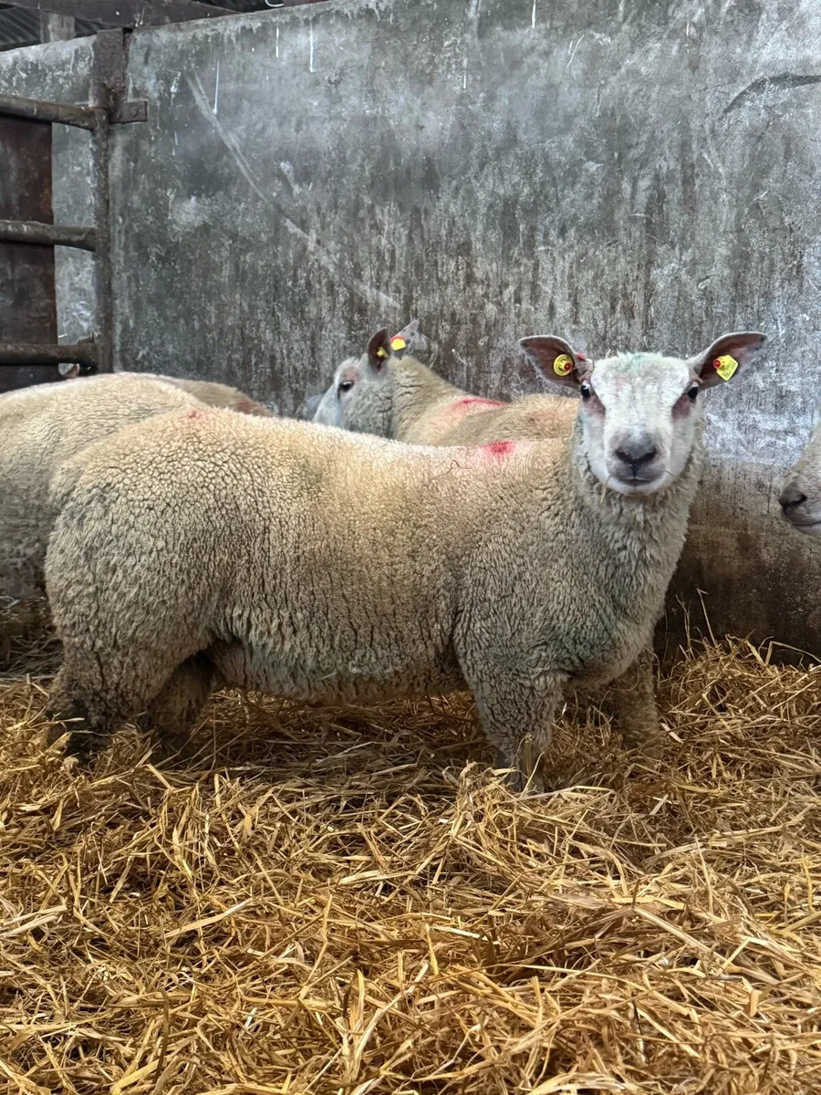 Pedigree Charollais ram lambs - Image 4