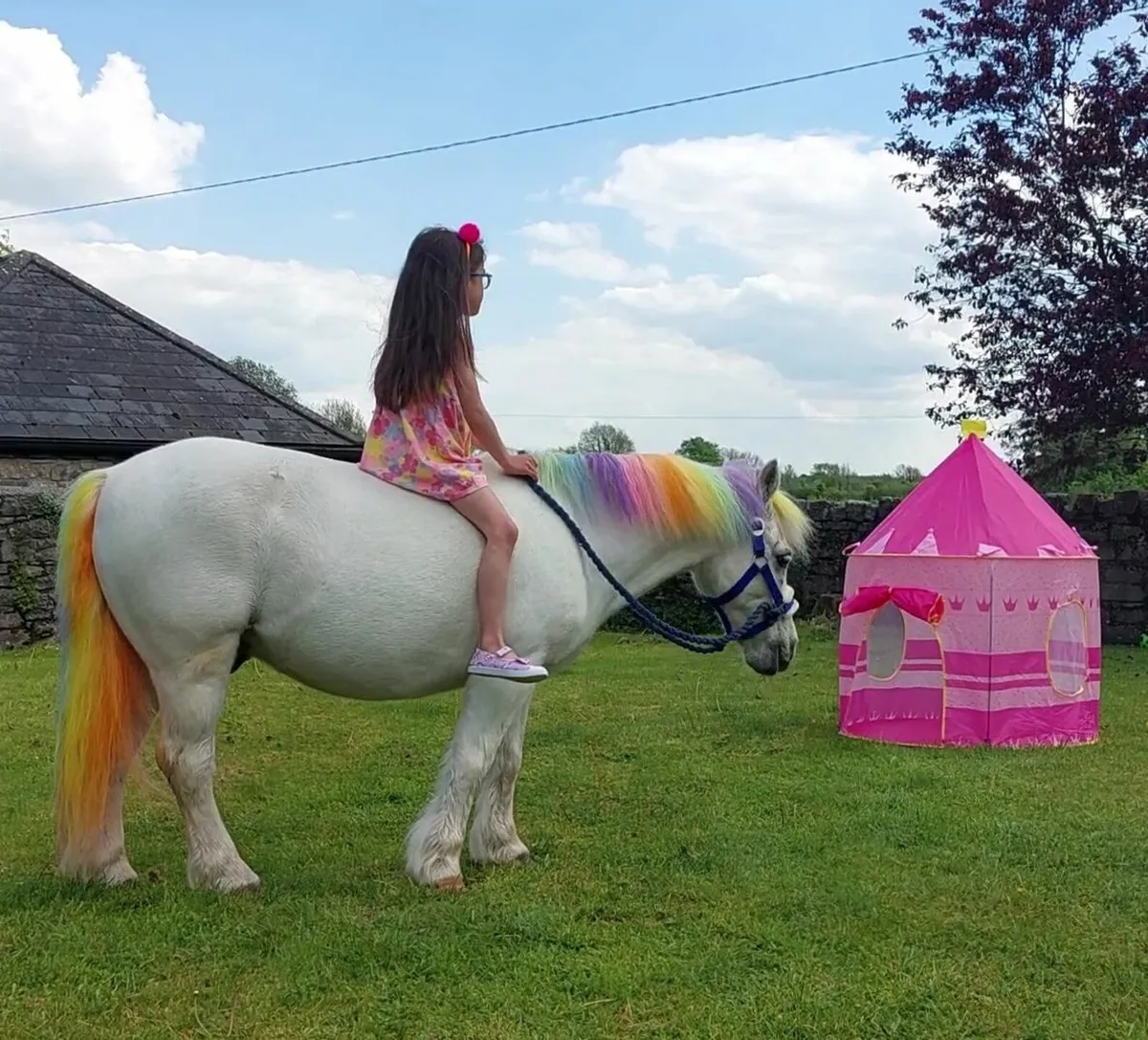 Perfect starter pony - Image 2