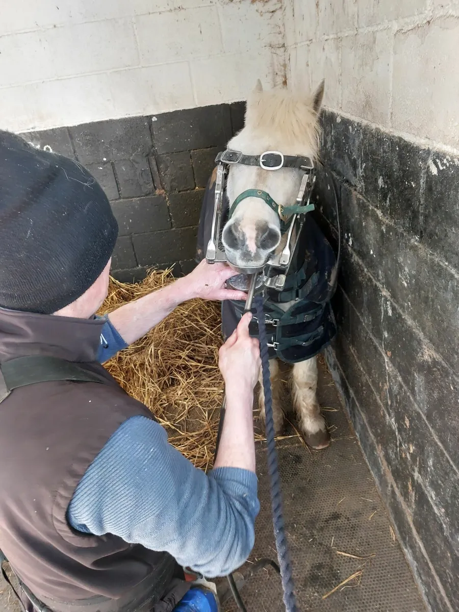 Perfect starter pony - Image 4