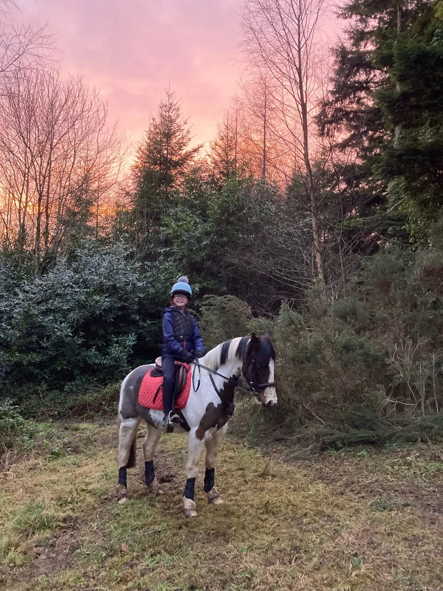 13.2 gelding 4 years old - Image 1