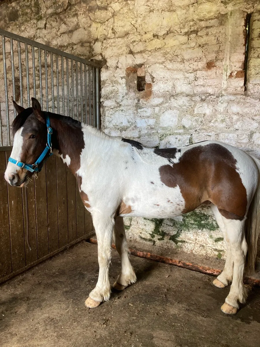 13.2 gelding 4 years old - Image 2