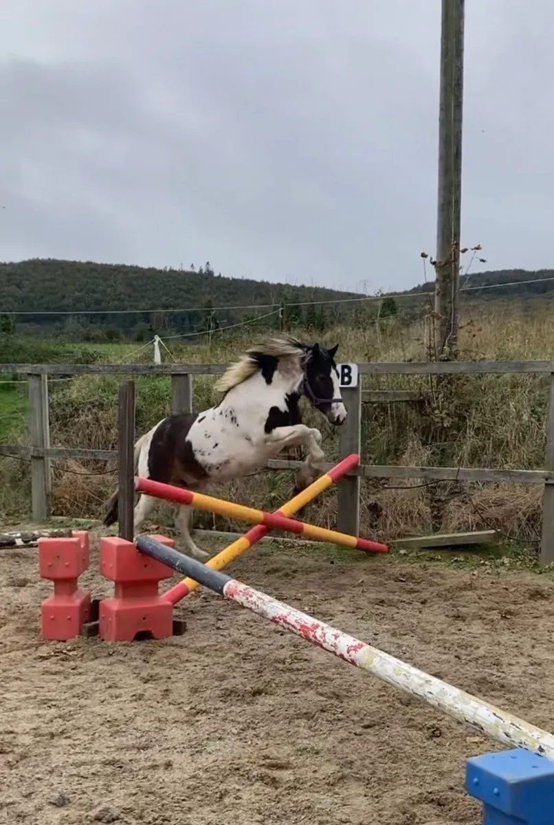 13.2 gelding 4 years old - Image 3