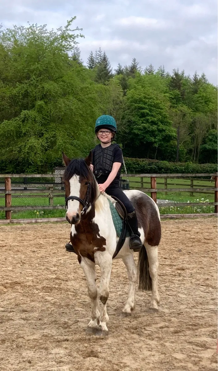 13.2 gelding 4 years old - Image 4