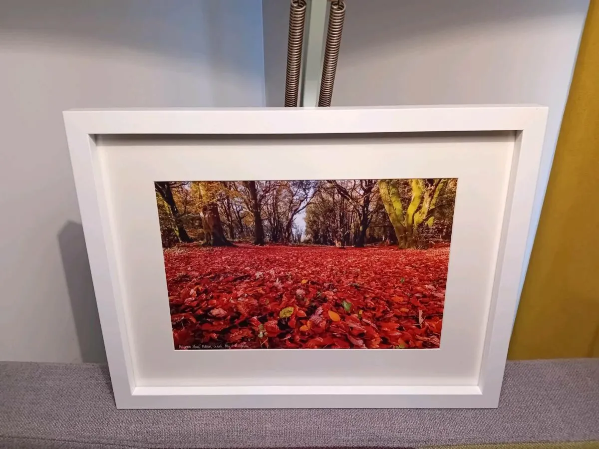 Ballyannon Woods, Midleton - Image 3