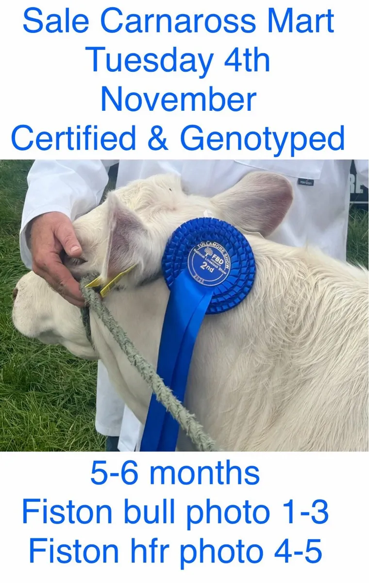 2 of Pedigree Charolais Weanlings for sale - Image 1