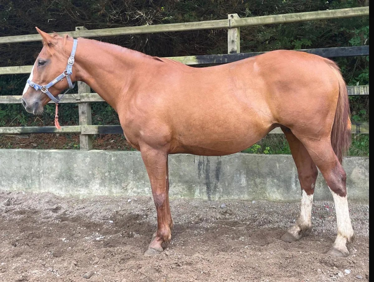 OBOS Quality Mare - Image 1