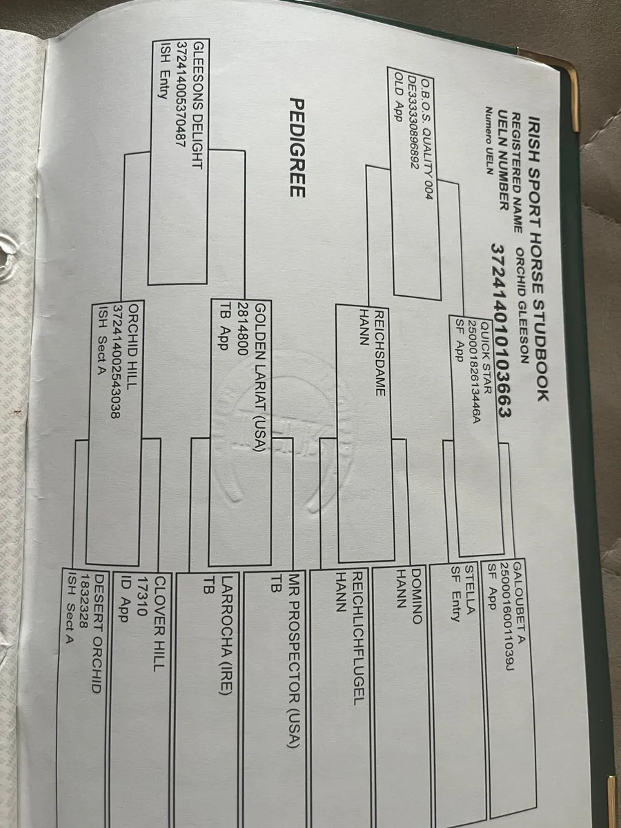 OBOS Quality Mare - Image 2