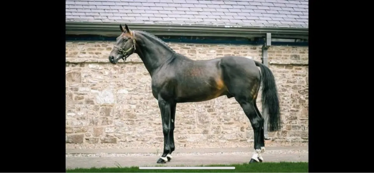 OBOS Quality Mare - Image 3
