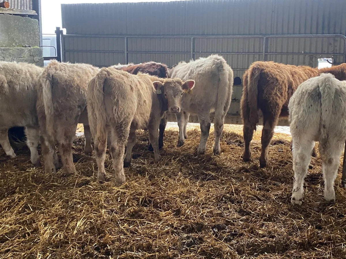 8 Super Weanling Heifers - Image 1