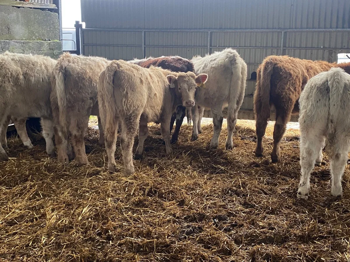 8 Super Weanling Heifers - Image 2