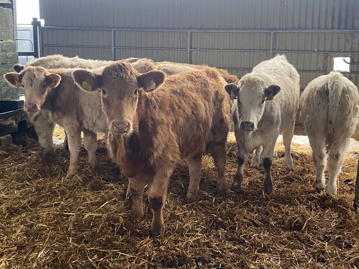 8 Super Weanling Heifers - Image 3