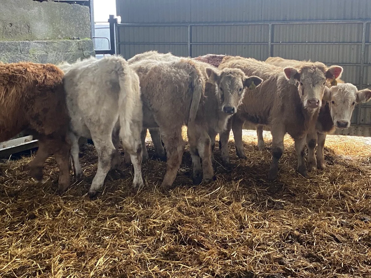 8 Super Weanling Heifers - Image 4