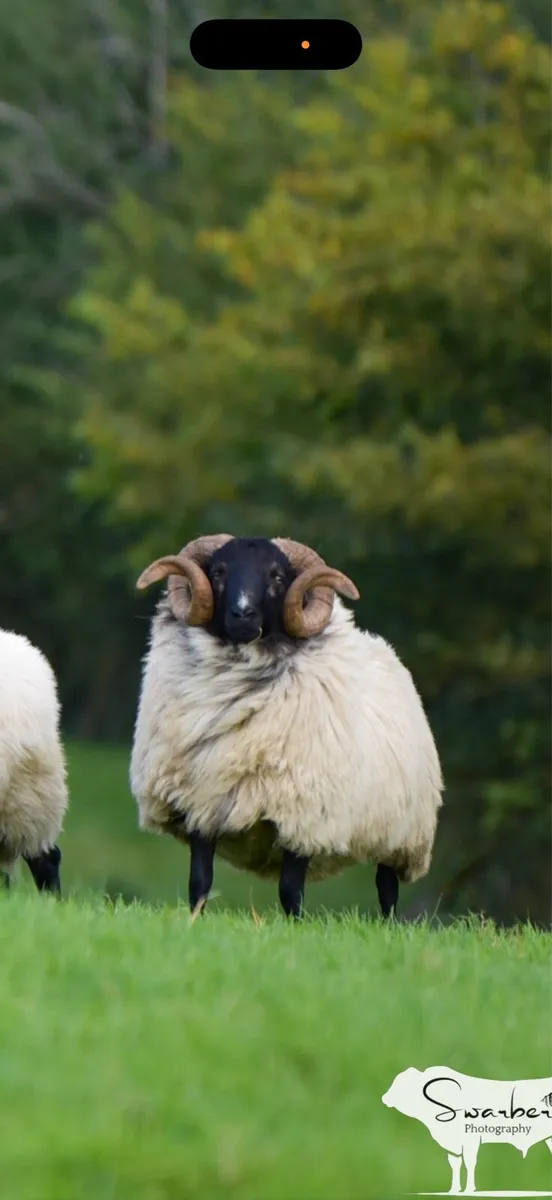 SIS approved Mayo Blackface Ram - Image 2