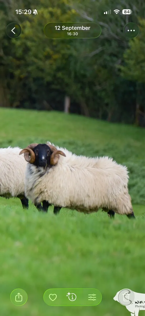 SIS approved Mayo Blackface Ram - Image 1