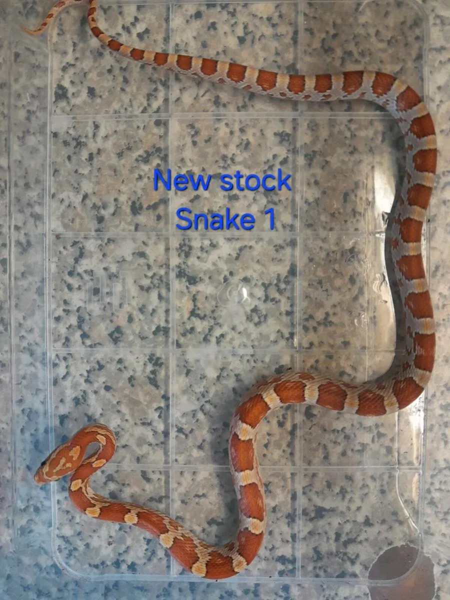 Corn Snakes 🐍 - Image 4