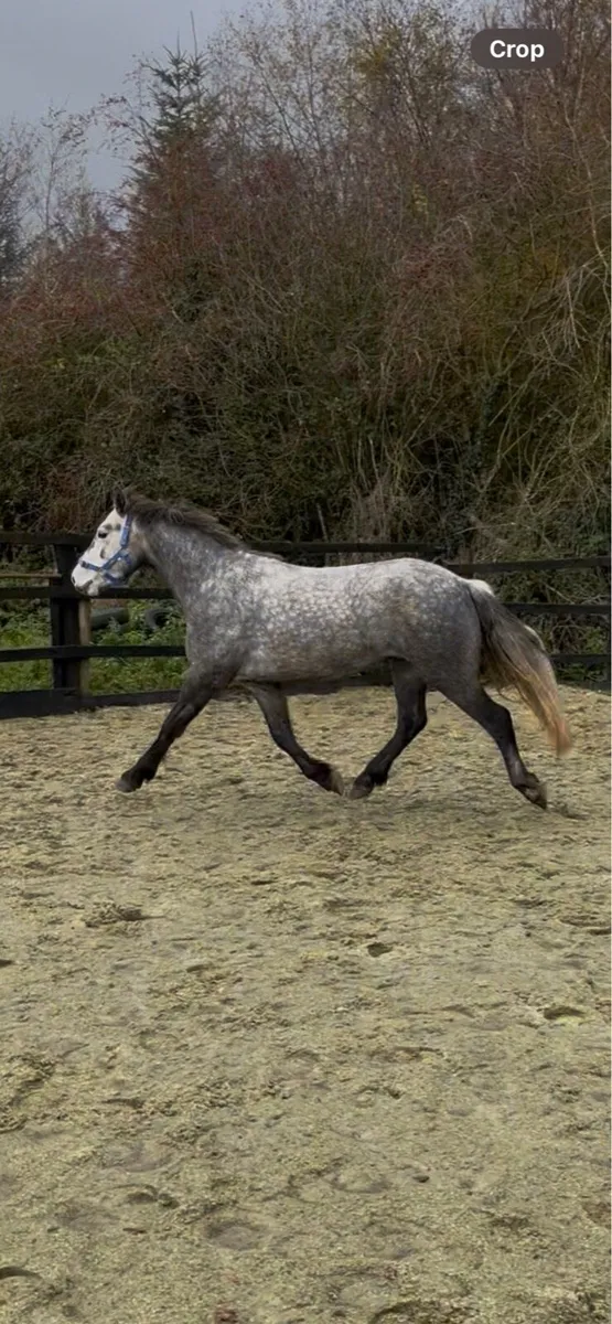 Genuine Connemara pony - Image 4