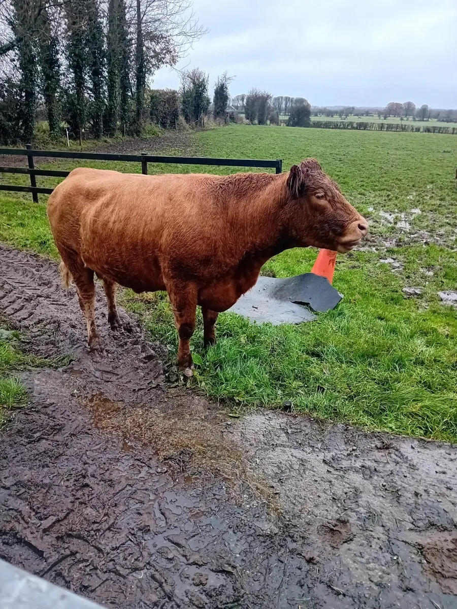 Super Heifer - Image 1