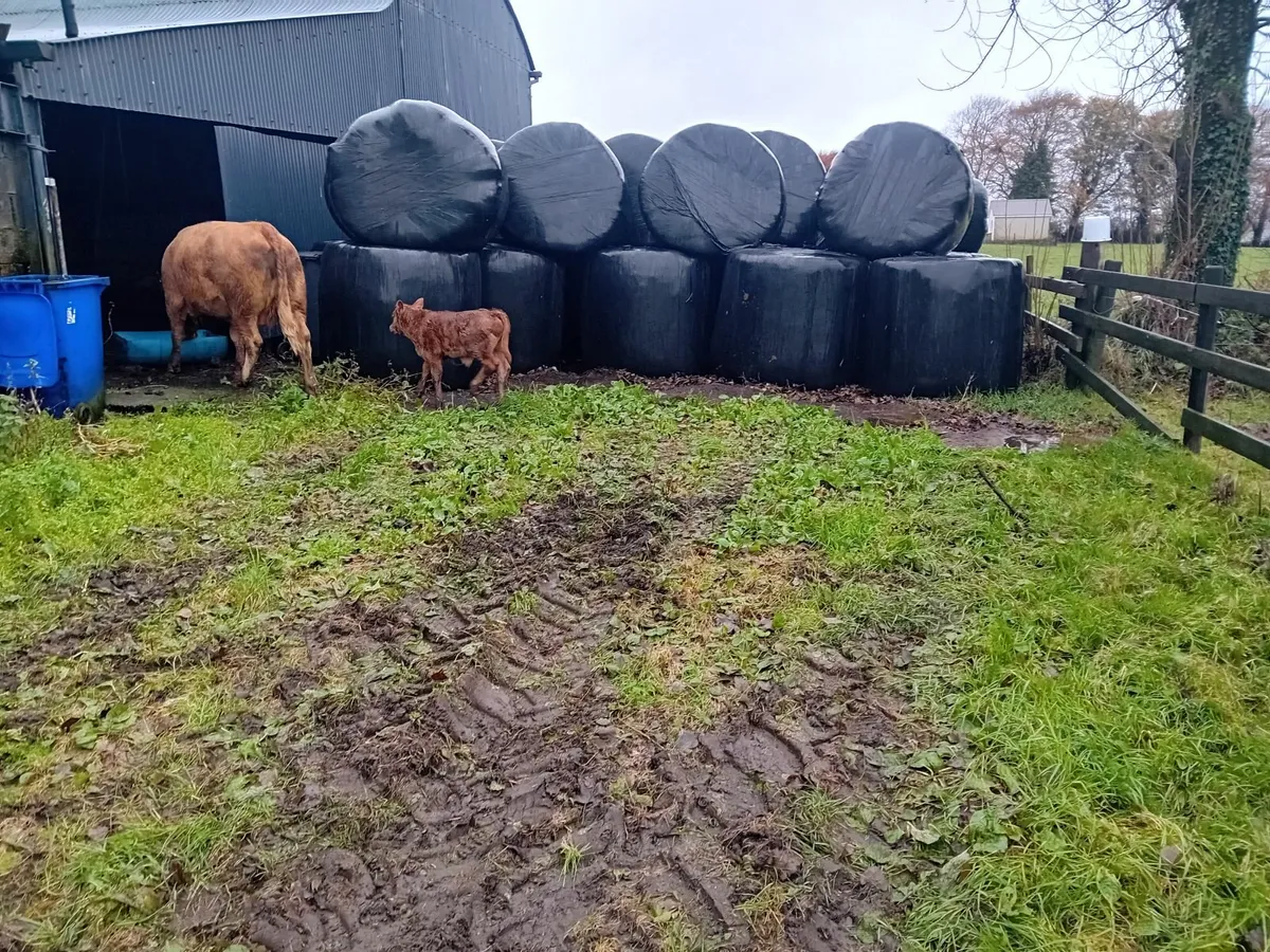 Super Heifer - Image 2