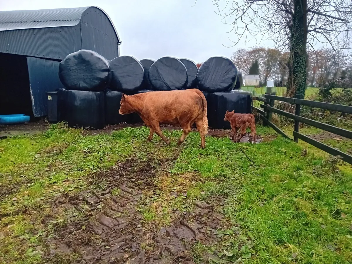 Super Heifer - Image 3