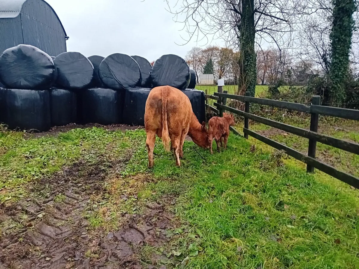 Super Heifer - Image 4